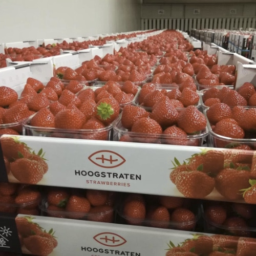 Hoogstraten Voedselindustrie - aardbeien